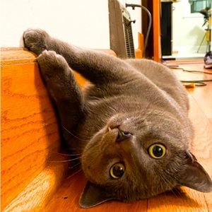 Meet your Posher, Allison